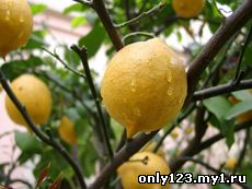ლიმონი (Citrus limon)